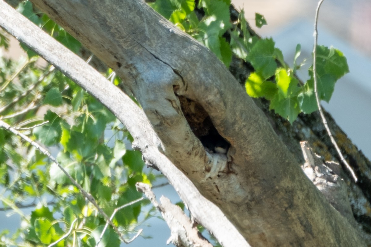 Tree Swallow - ML639085515