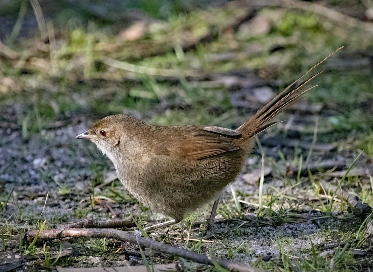 Eastern Bristlebird - ML639085530