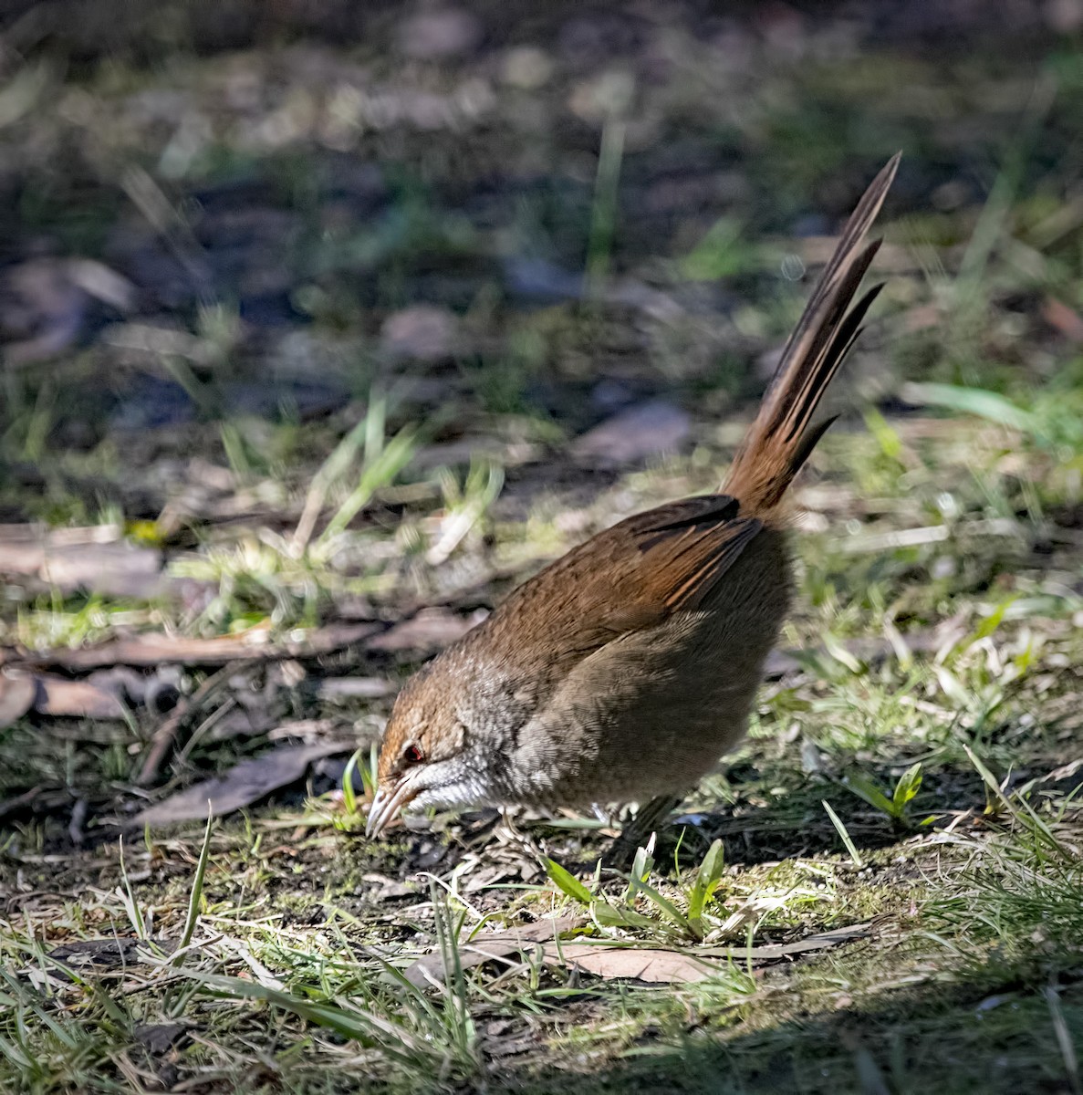 Eastern Bristlebird - ML639085531