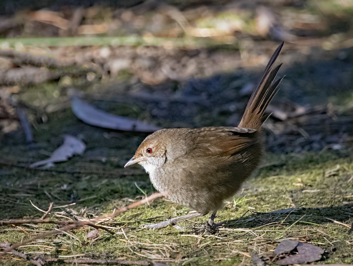 Eastern Bristlebird - ML639085532
