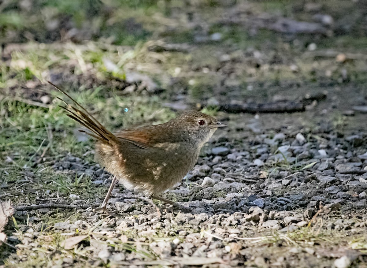 Eastern Bristlebird - ML639085533
