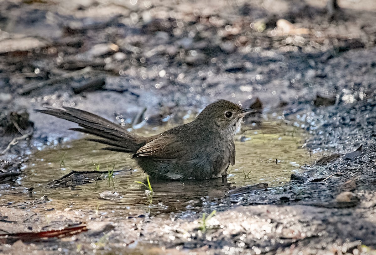 Eastern Bristlebird - ML639085534