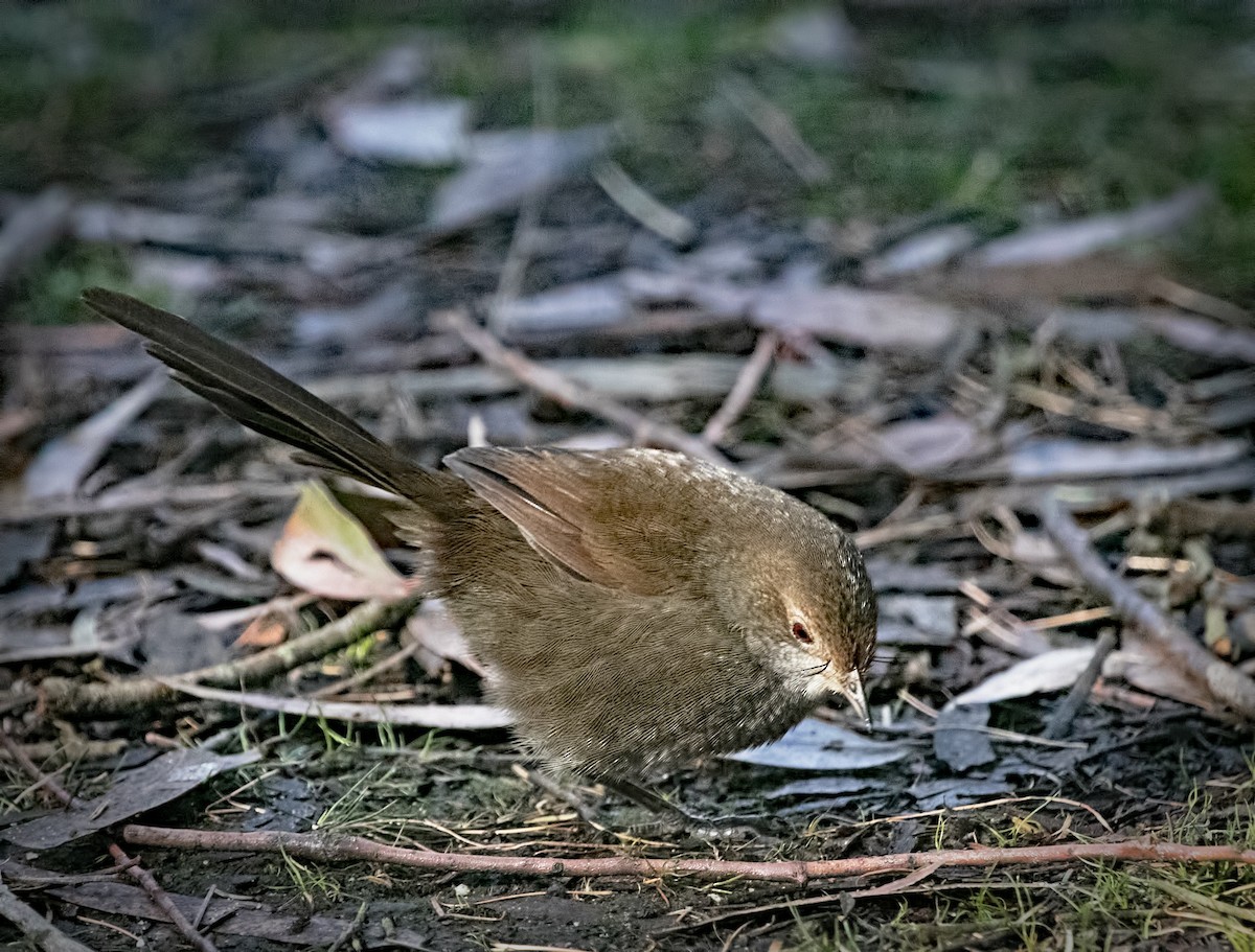 Eastern Bristlebird - ML639085535