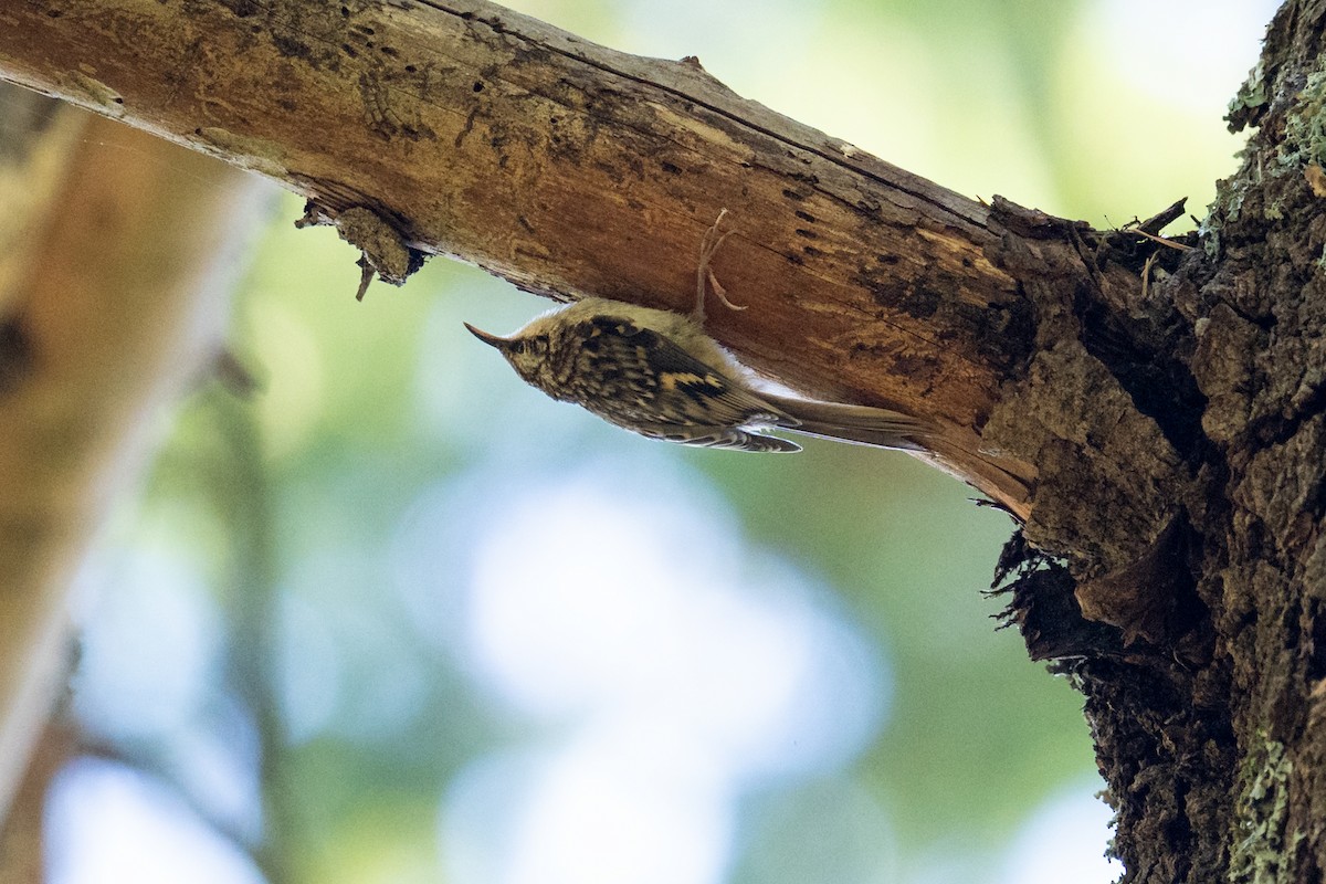 Brown Creeper - ML639085572