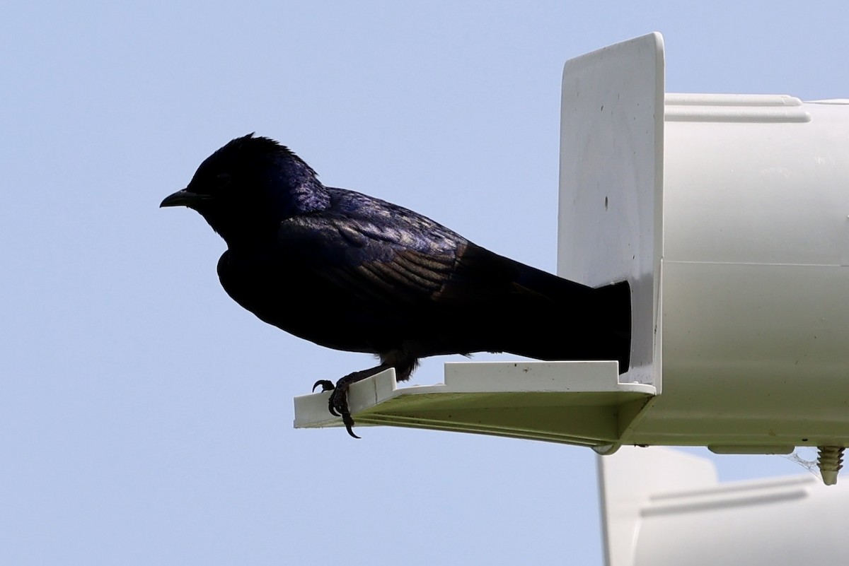 Purple Martin - ML639085632
