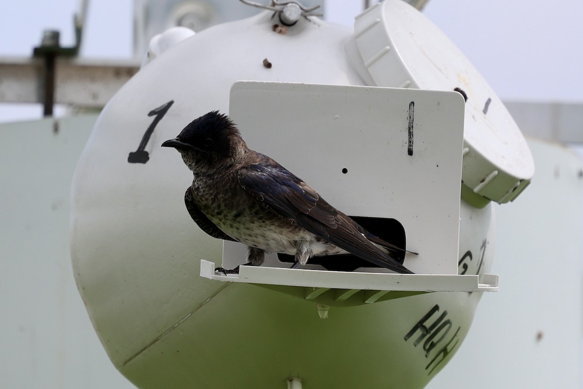 Purple Martin - ML639085633