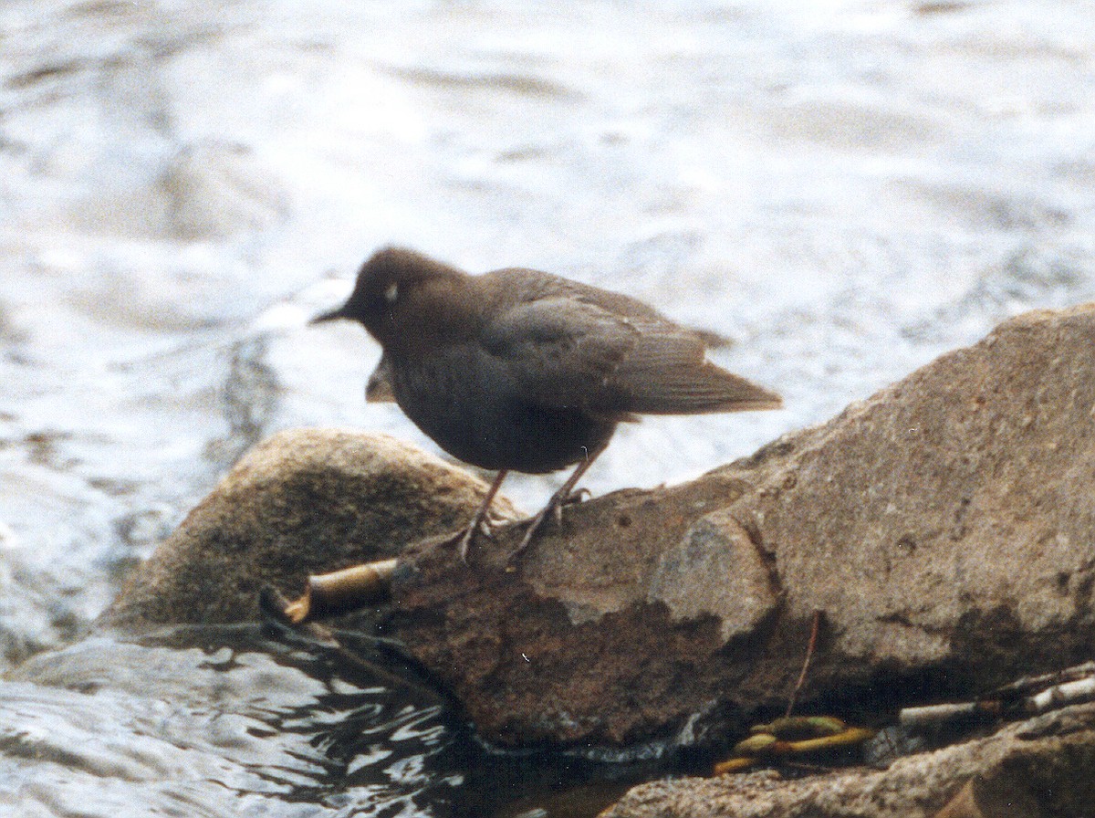 American Dipper - ML639085634