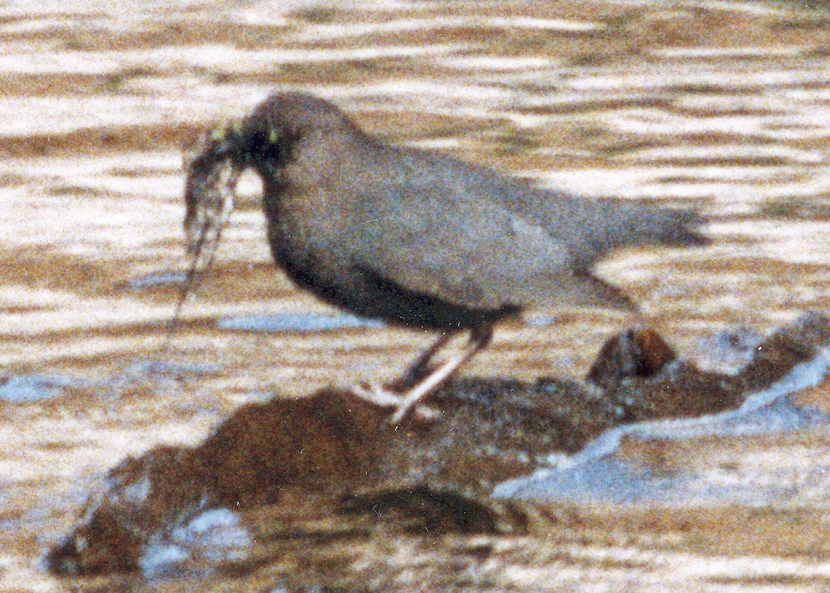 American Dipper - ML639085640