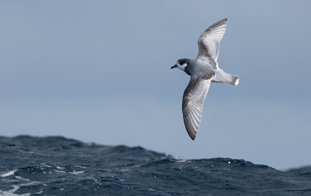 Blue Petrel - ML639085664