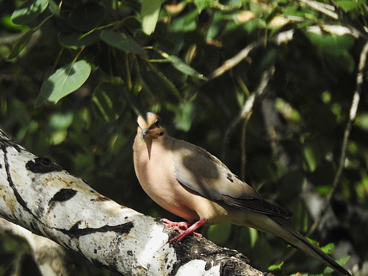 Mourning Dove - ML639085674