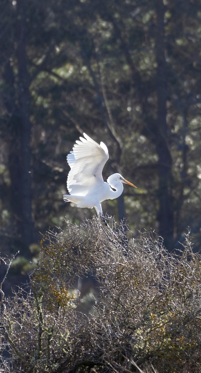 Great Egret - ML639085684