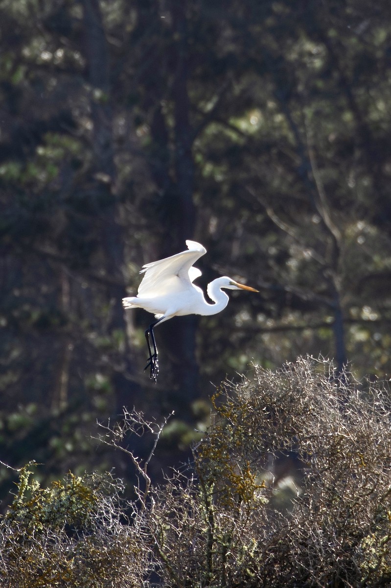 Great Egret - ML639085685