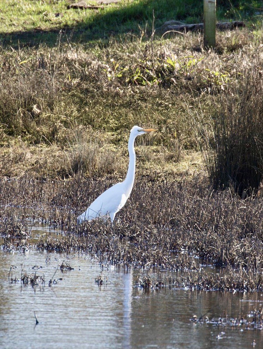 Great Egret - ML639085686