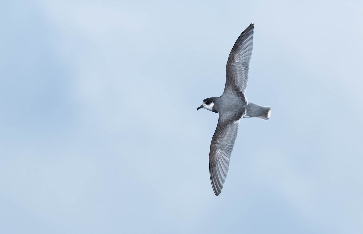 Blue Petrel - ML639085716