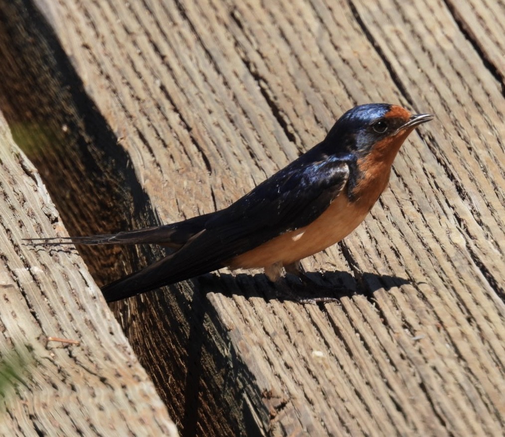 Hirondelle rustique - ML639085738