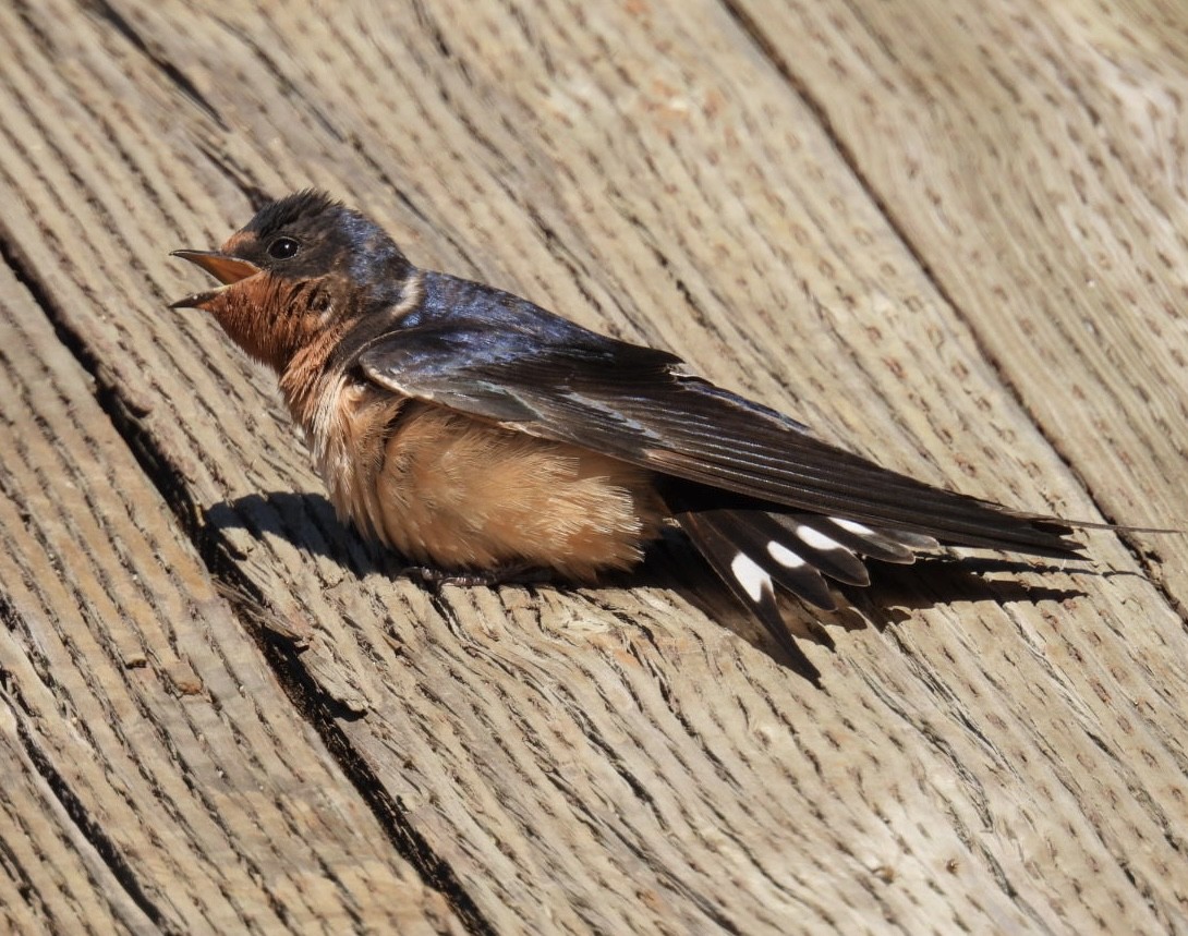 Hirondelle rustique - ML639085740