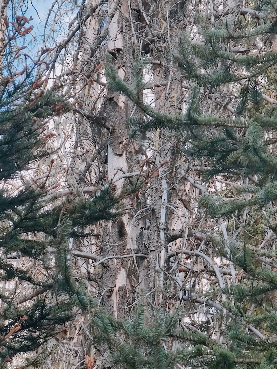 American Three-toed Woodpecker - ML639085817