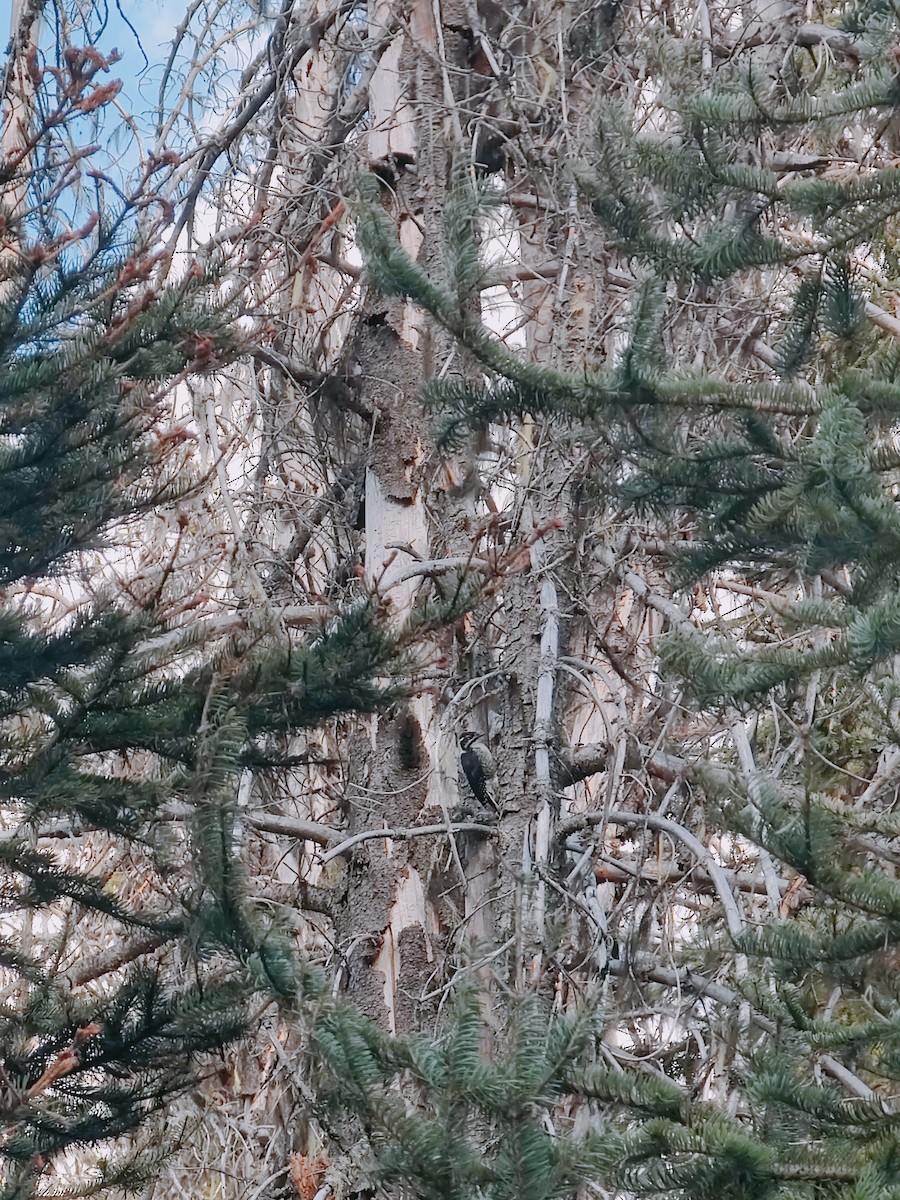 American Three-toed Woodpecker - ML639085819