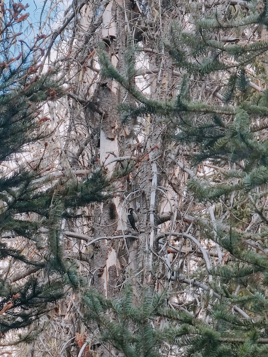 American Three-toed Woodpecker - ML639085820