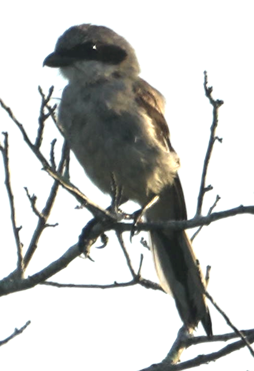 Loggerhead Shrike - ML639085866