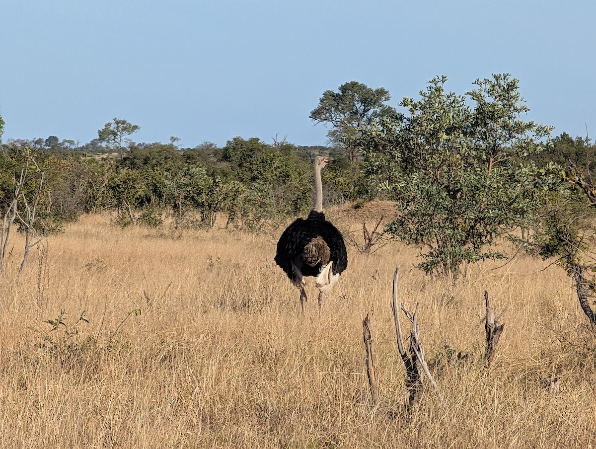 Common Ostrich - ML639085975
