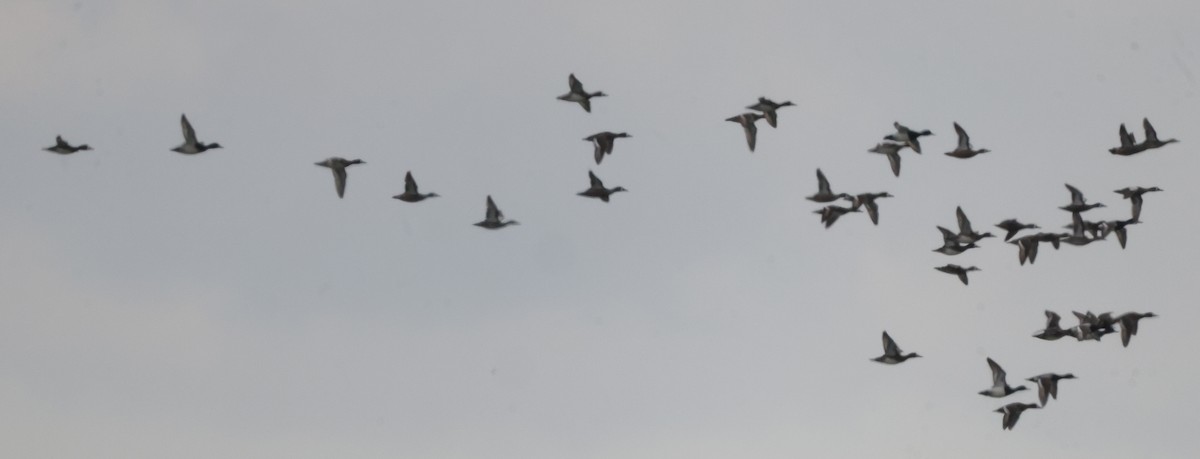 Lesser Scaup - ML639086029