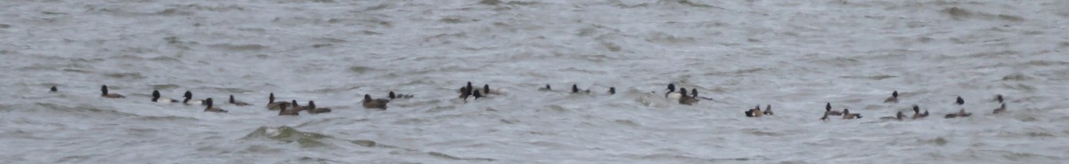 Lesser Scaup - ML639086142