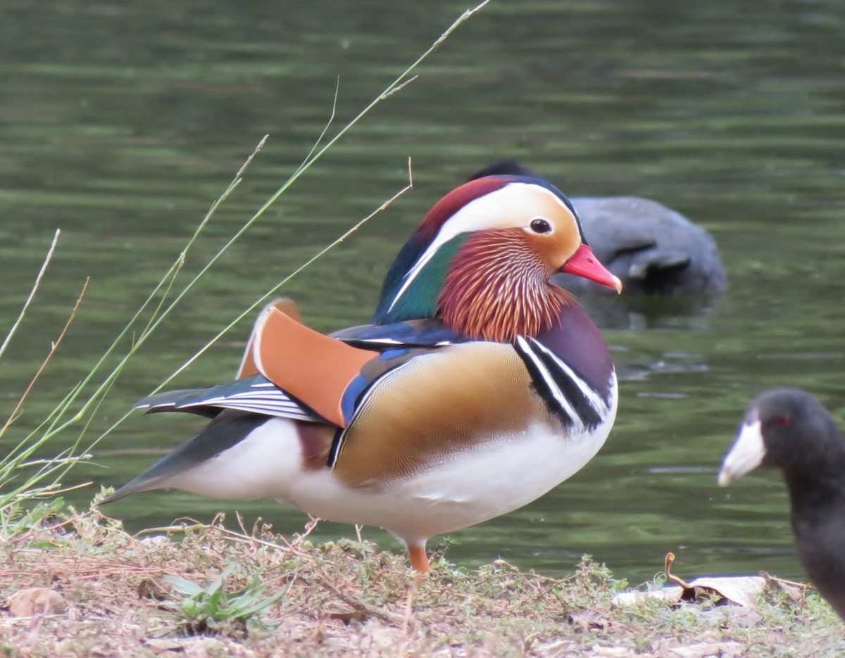 Mandarin Duck - ML639086146