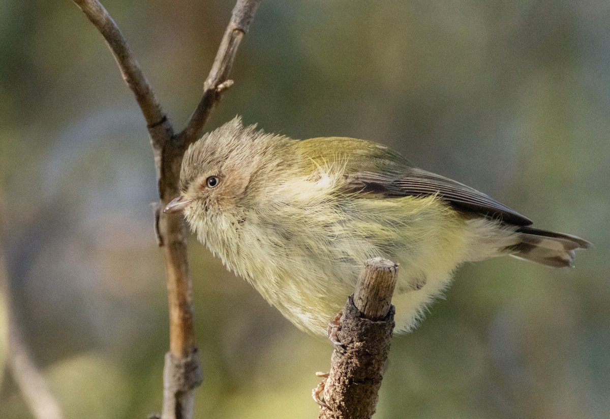 Weebill - ML639086155