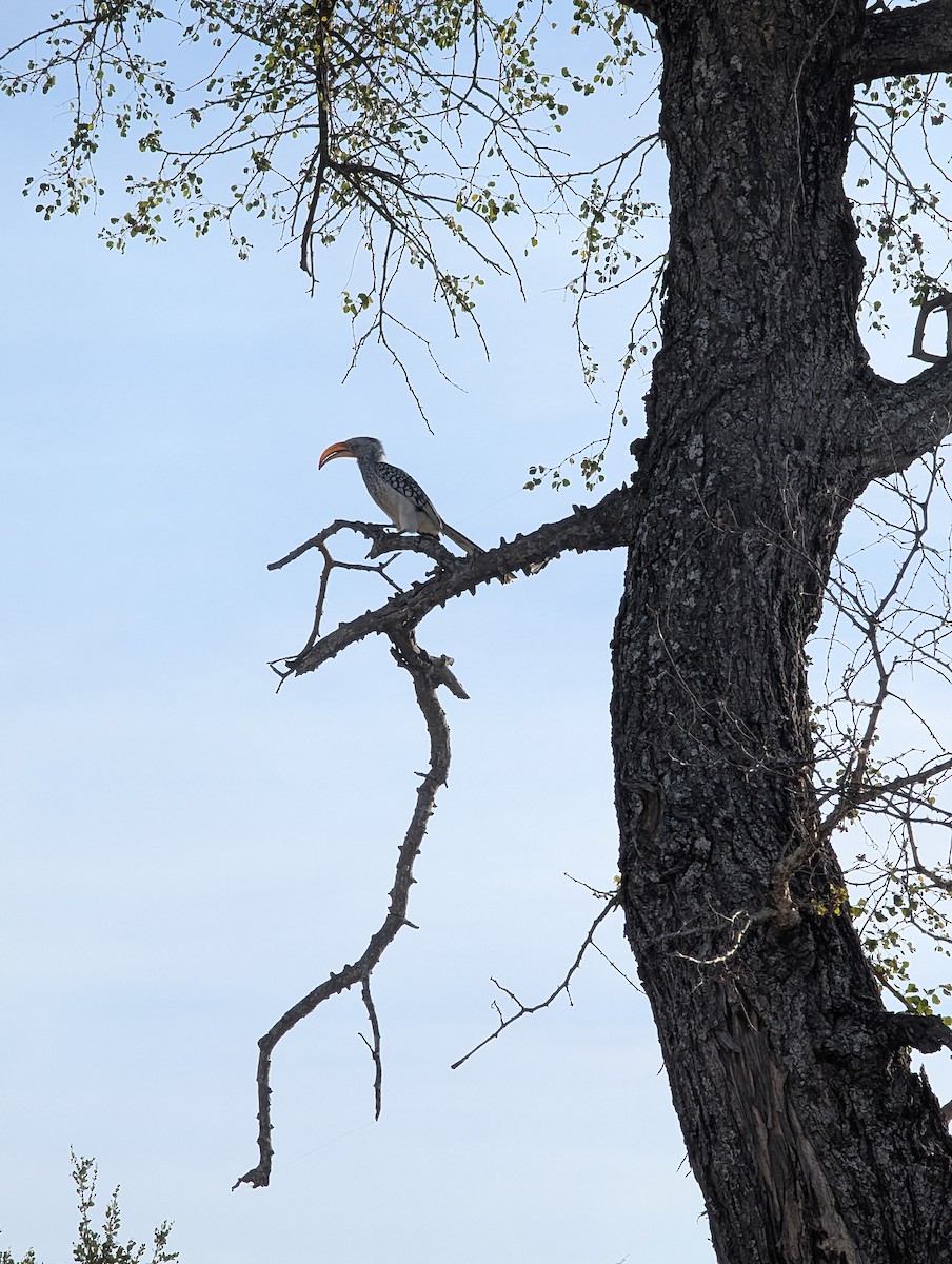 Southern Yellow-billed Hornbill - ML639086156