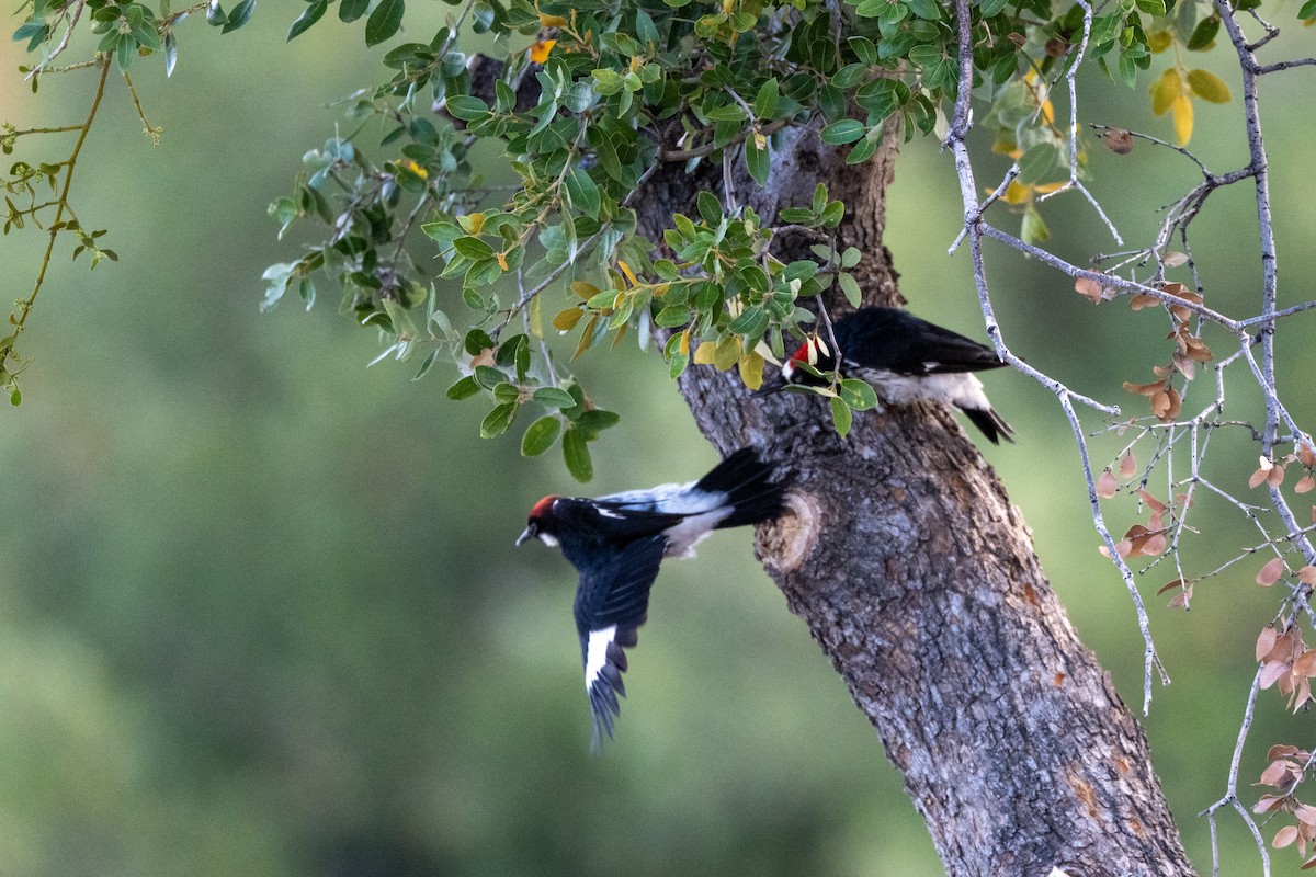 Acorn Woodpecker - ML639086166