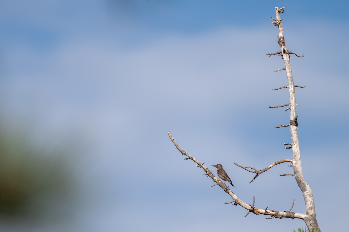 Northern Flicker - ML639086169