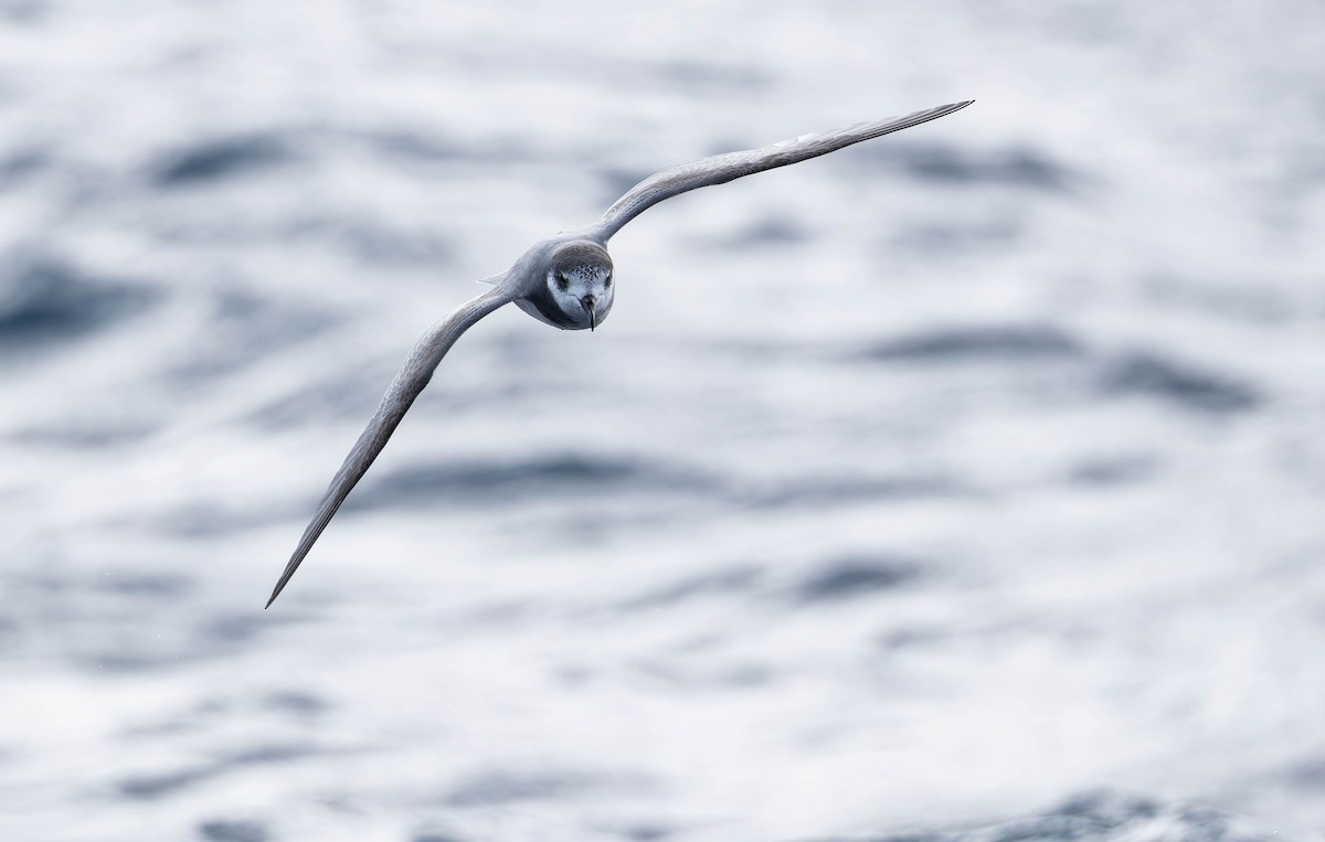 Blue Petrel - ML639086170