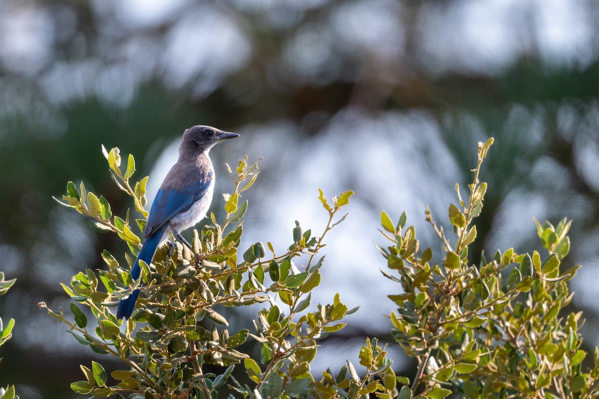 California Scrub-Jay - ML639086180
