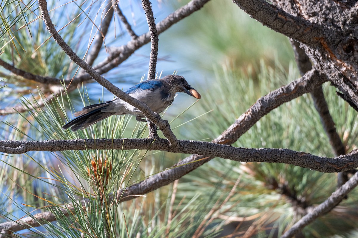 California Scrub-Jay - ML639086181