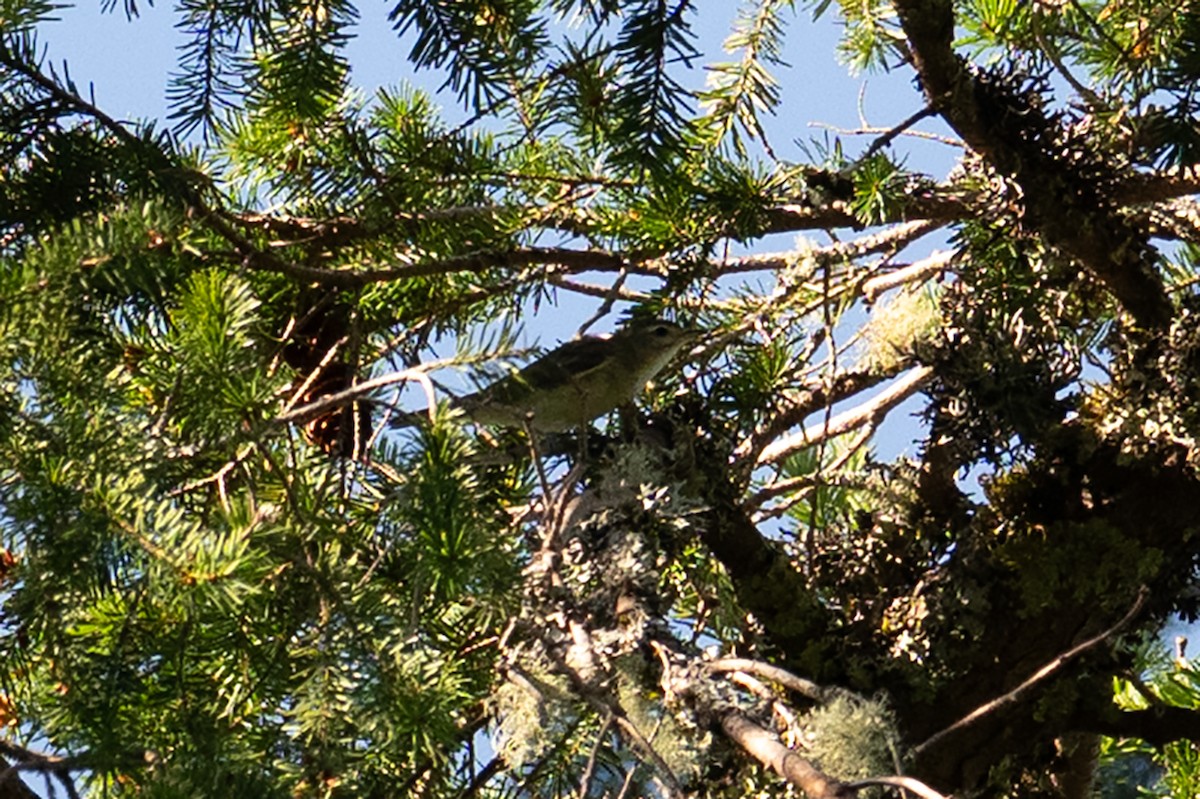 Warbling Vireo - ML639086186