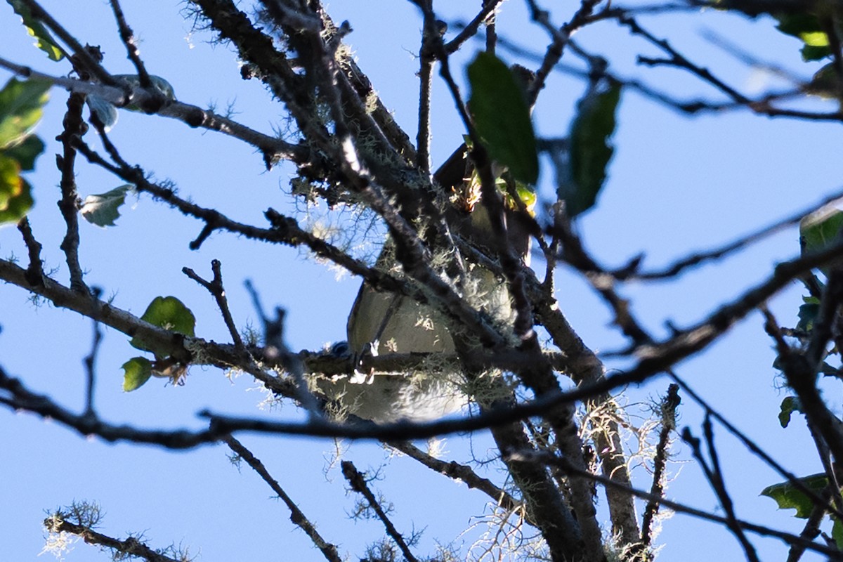 Cassin's Vireo - ML639086194