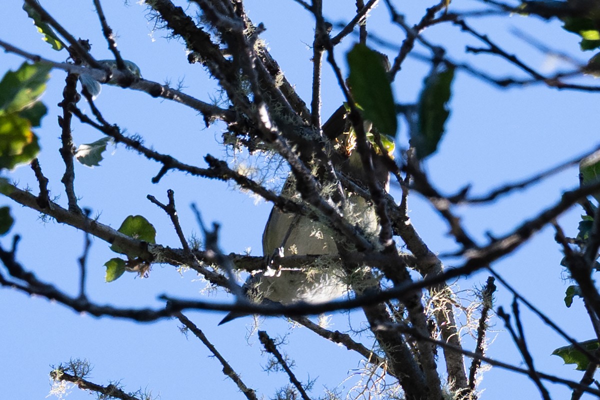 Cassin's Vireo - ML639086195