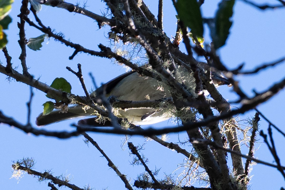 Cassin's Vireo - ML639086196