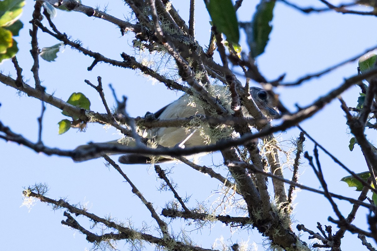 Cassin's Vireo - ML639086197