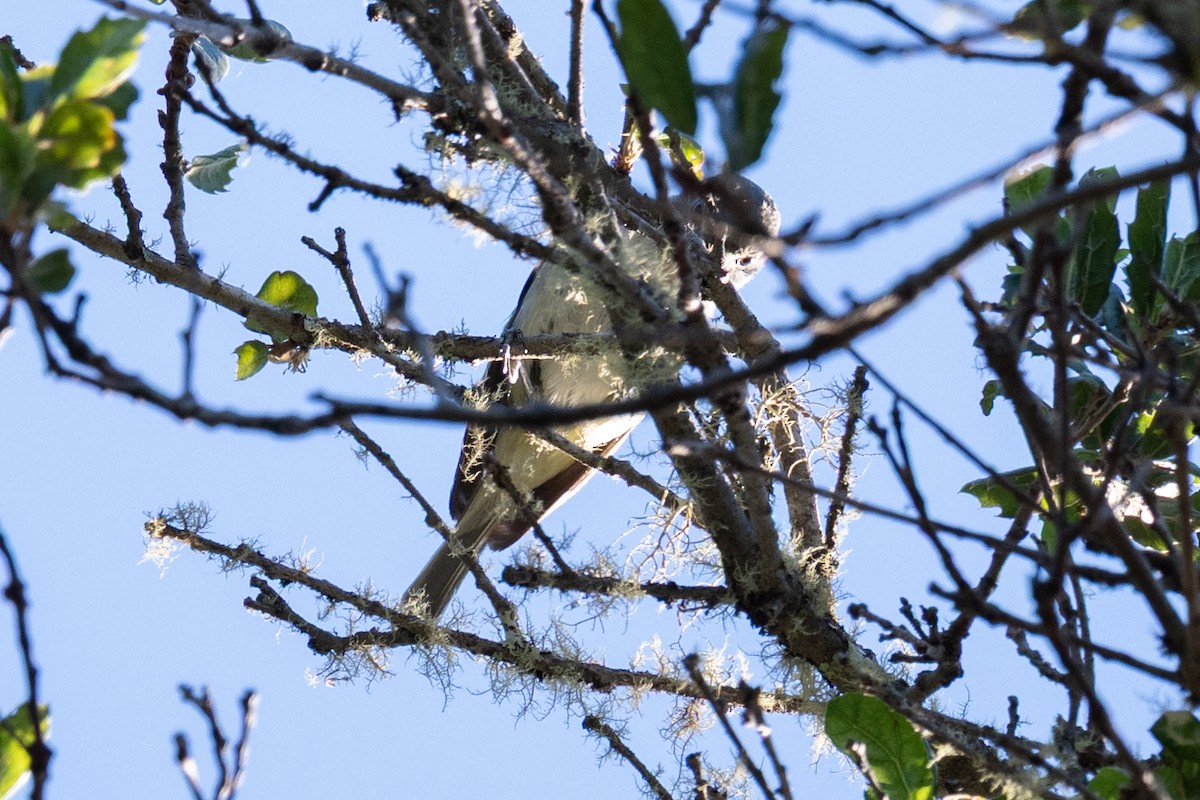 Cassin's Vireo - ML639086198