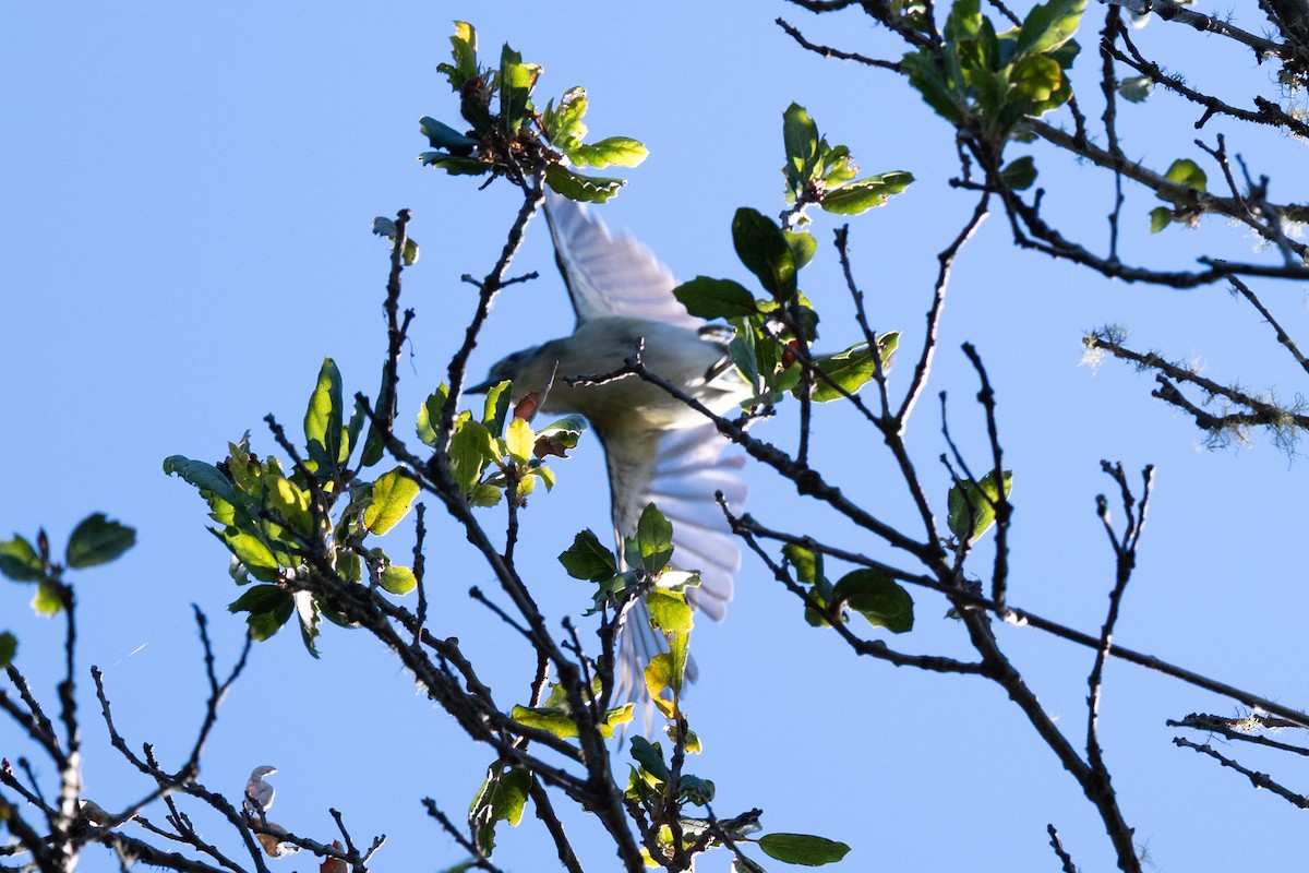Cassin's Vireo - ML639086199