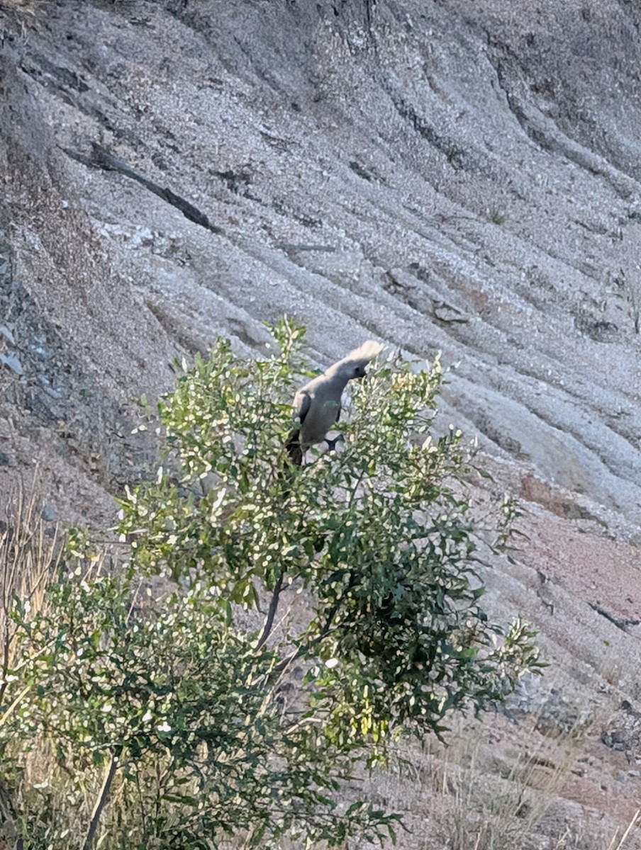 Gray Go-away-bird - ML639086217