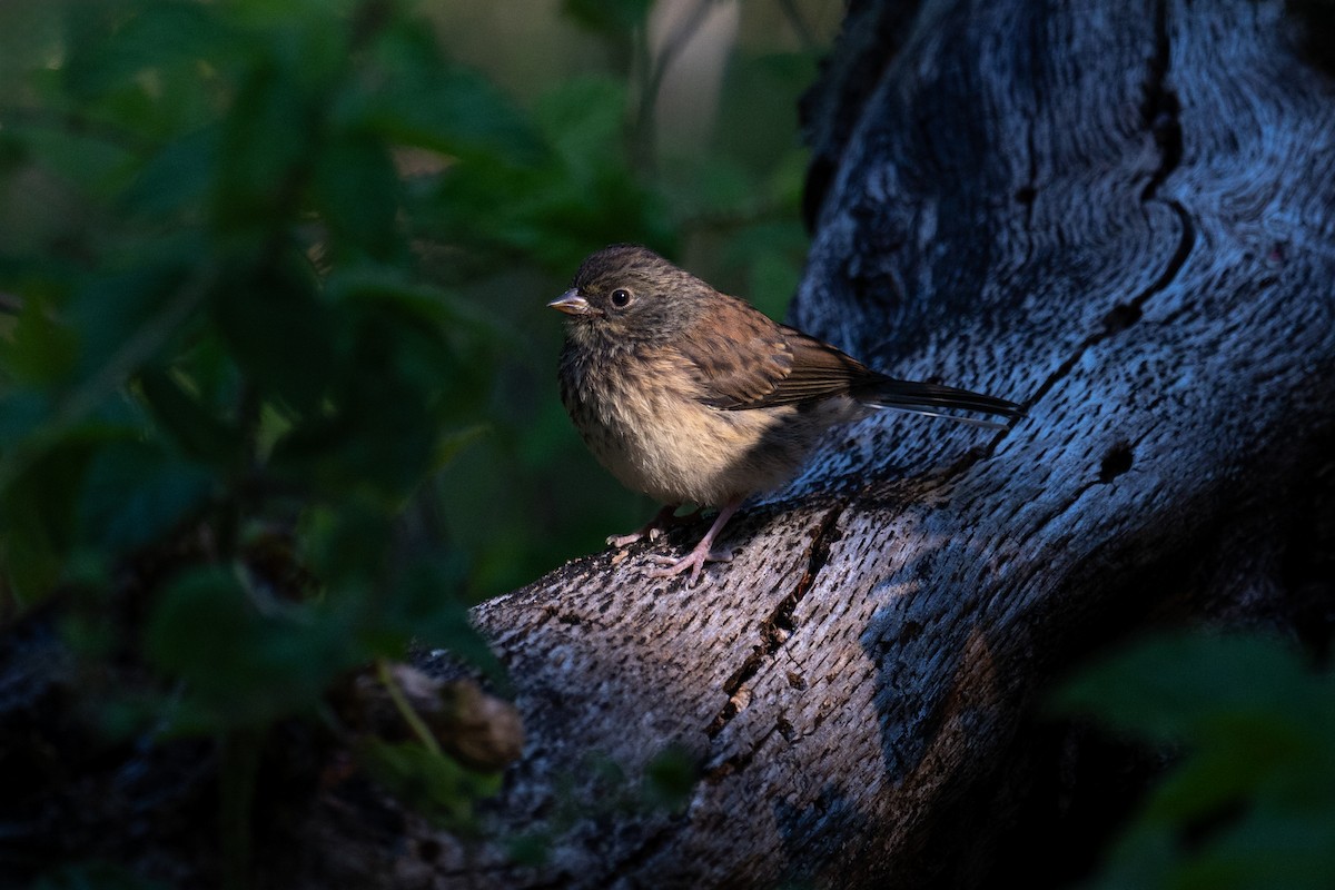Dark-eyed Junco - ML639086235