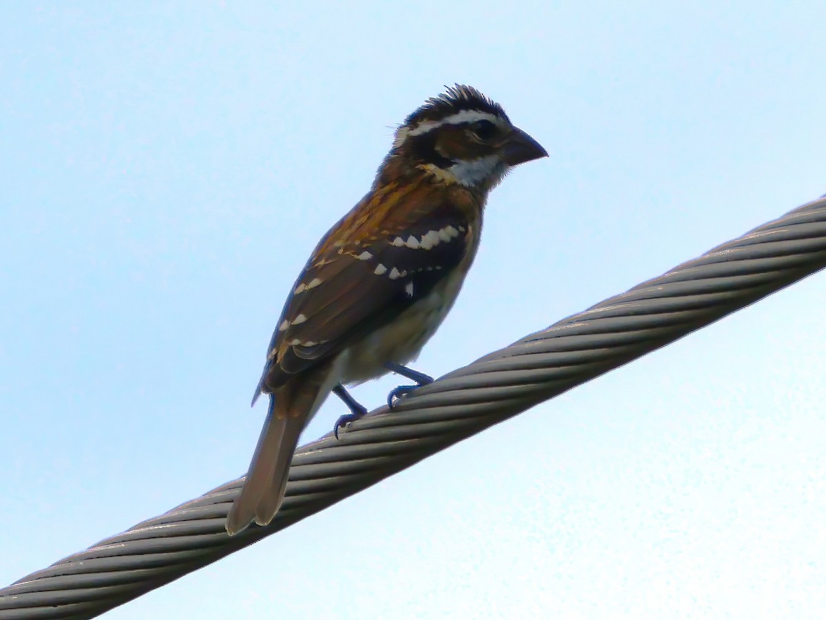 Rose-breasted Grosbeak - ML639086272