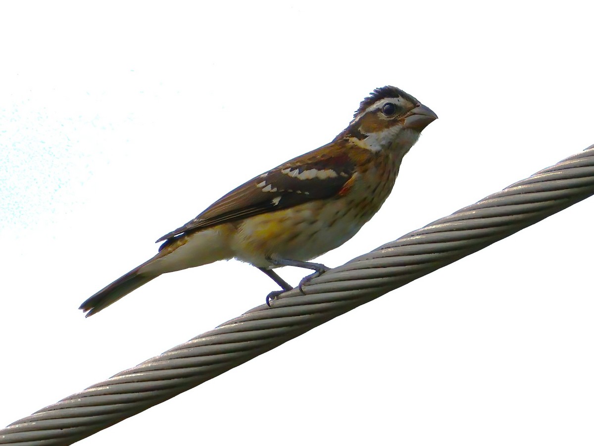 Rose-breasted Grosbeak - ML639086273