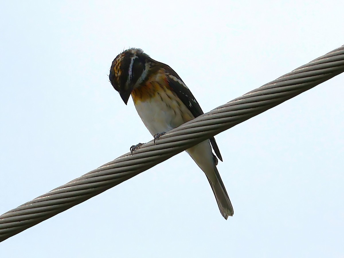 Rose-breasted Grosbeak - ML639086274