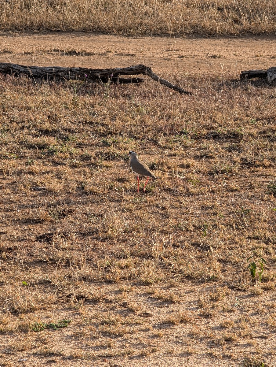 Crowned Lapwing - ML639086281