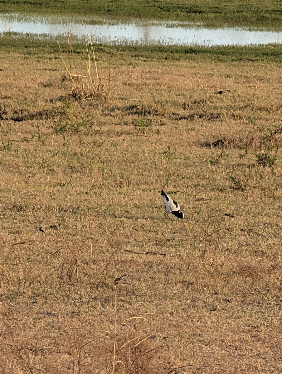 Blacksmith Lapwing - ML639086320