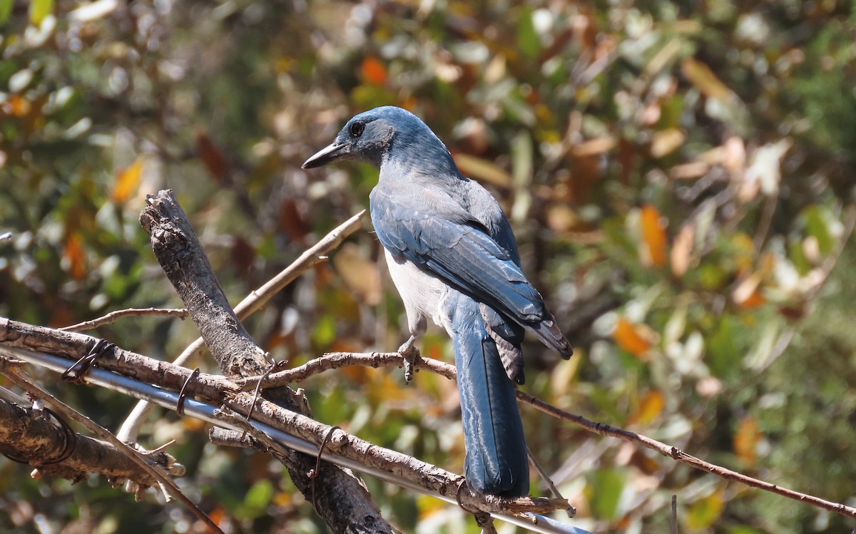Mexican Jay - ML639086342